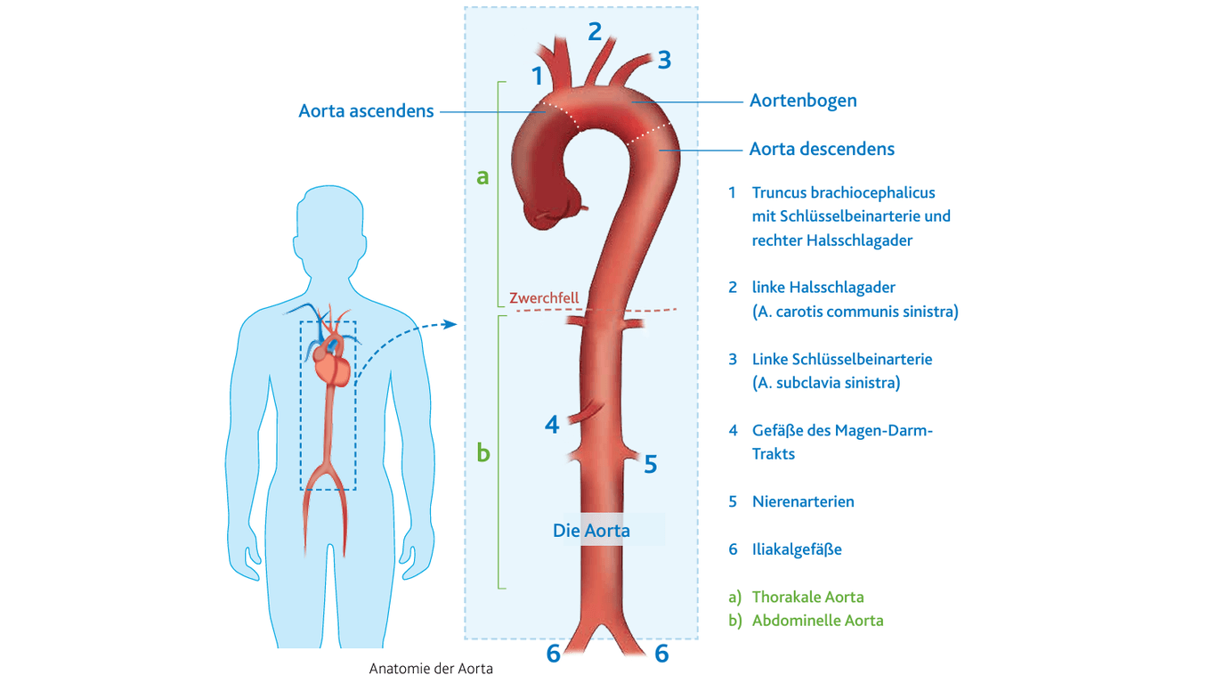 Schematische Darstellung der Aorta: Bei einem erwachsenen Menschen hat die Hauptschlagader einen Durchmesser von etwa 2,5 bis 3,5 cm und eine Länge von 30 bis 40 cm.