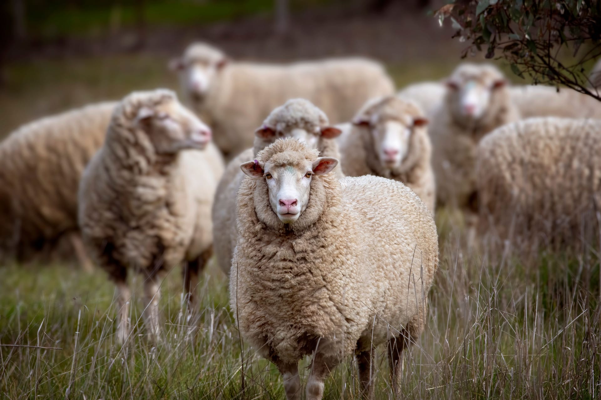 Merino-Schafe in Australien: Die Exporte lebender Tiere werden 2028 verboten.