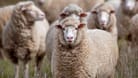 Merino-Schafe in Australien: Die Exporte lebender Tiere werden 2028 verboten.
