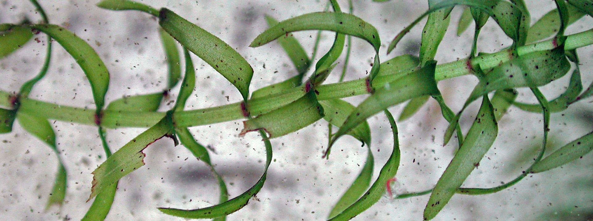 Die Schmalblättrige Wasserpest (Elodea nuttallii): Die Pflanze kommt ursprünglich aus Nordamerika.