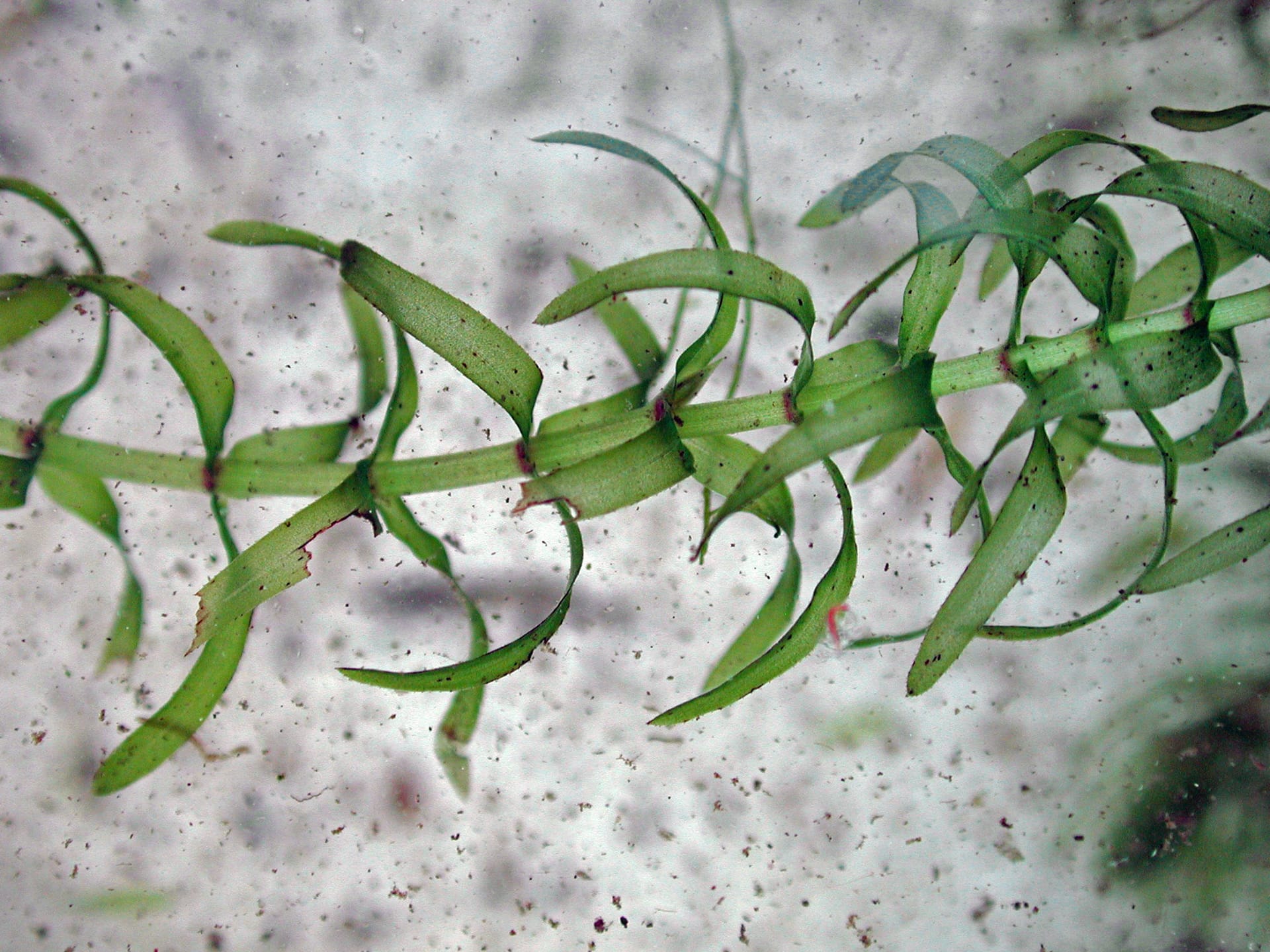 Die Schmalblättrige Wasserpest (Elodea nuttallii): Die Pflanze kommt ursprünglich aus Nordamerika.