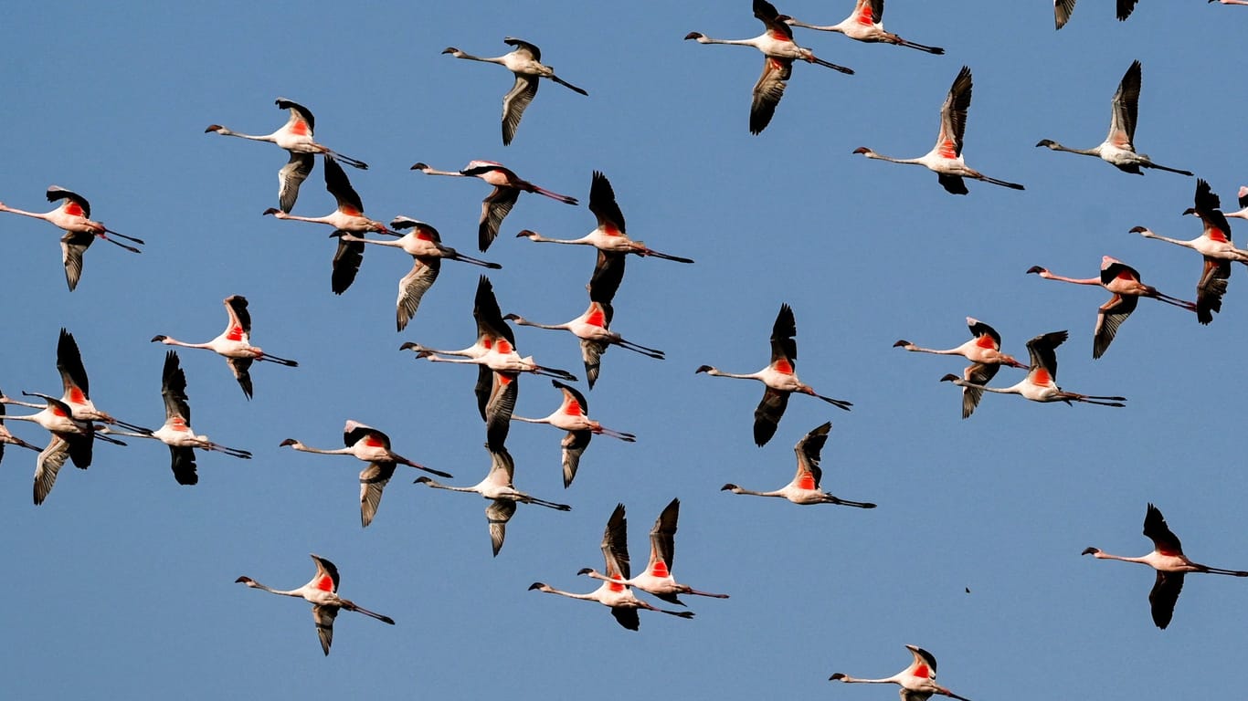 Flamingos fliegen über der Navi Mumbai-Wasserstelle. Tierschützer vermuten, dass sie ihre Flugroute wegen Bauarbeiten ändern.