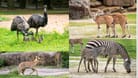 Nachwuchs gibt es sowohl bei den Emus, als auch bei den Zebras, den Antilopen und den Mähnenspringern: Besucher können die Tiere mit etwas Glück schon sehen.