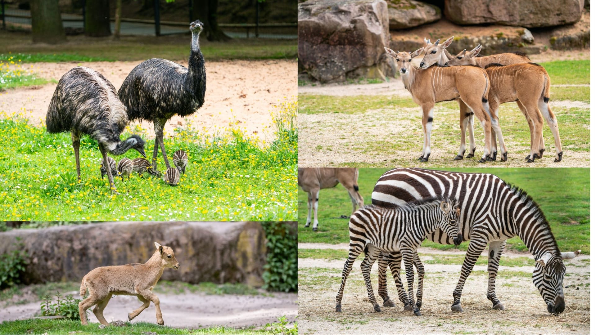 Nachwuchs gibt es sowohl bei den Emus, als auch bei den Zebras, den Antilopen und den Mähnenspringern: Besucher können die Tiere mit etwas Glück schon sehen. Nachwuchs gibt es sowohl bei den Emus, als auch bei den Zebras, den Antilopen und den Mähnenspringern: Besucher können die Tiere mit etwas Glück schon sehen.