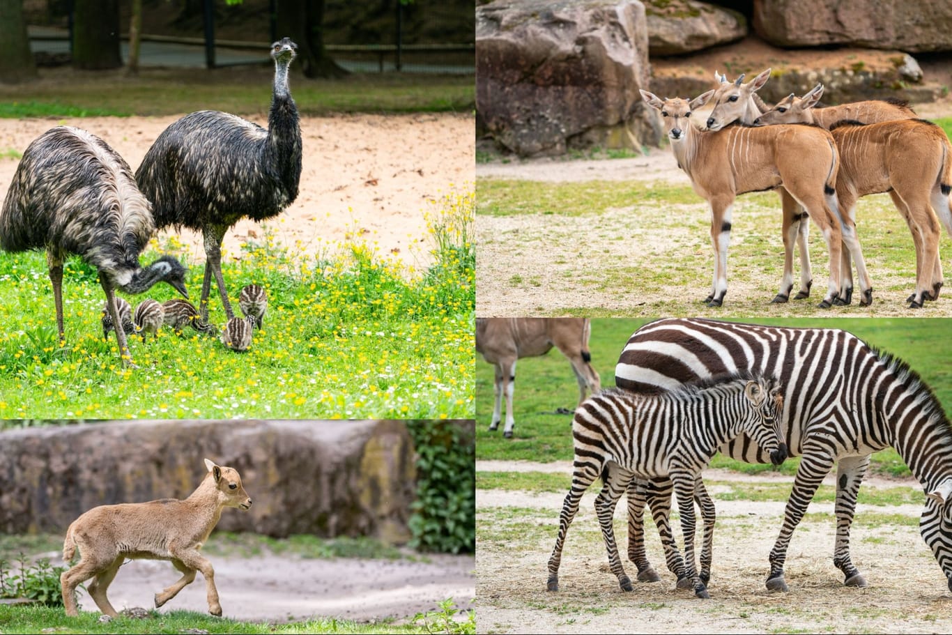 Nachwuchs gibt es sowohl bei den Emus, als auch bei den Zebras, den Antilopen und den Mähnenspringern: Besucher können die Tiere mit etwas Glück schon sehen.