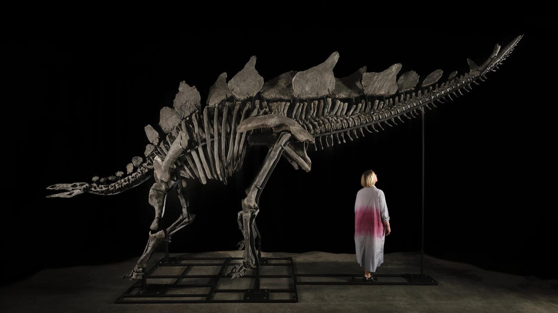 Skelett eines Stegosaurus Skelett eines Stegosaurus