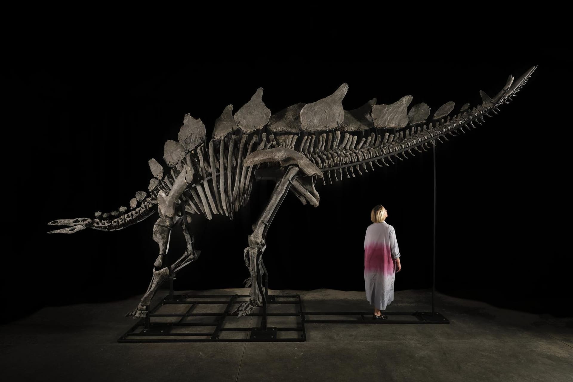 Skelett eines Stegosaurus