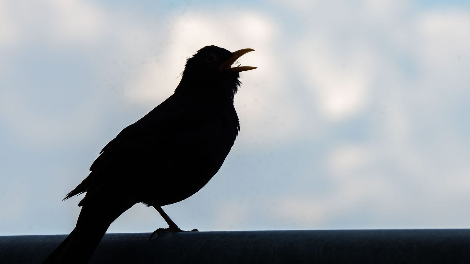 Amsel