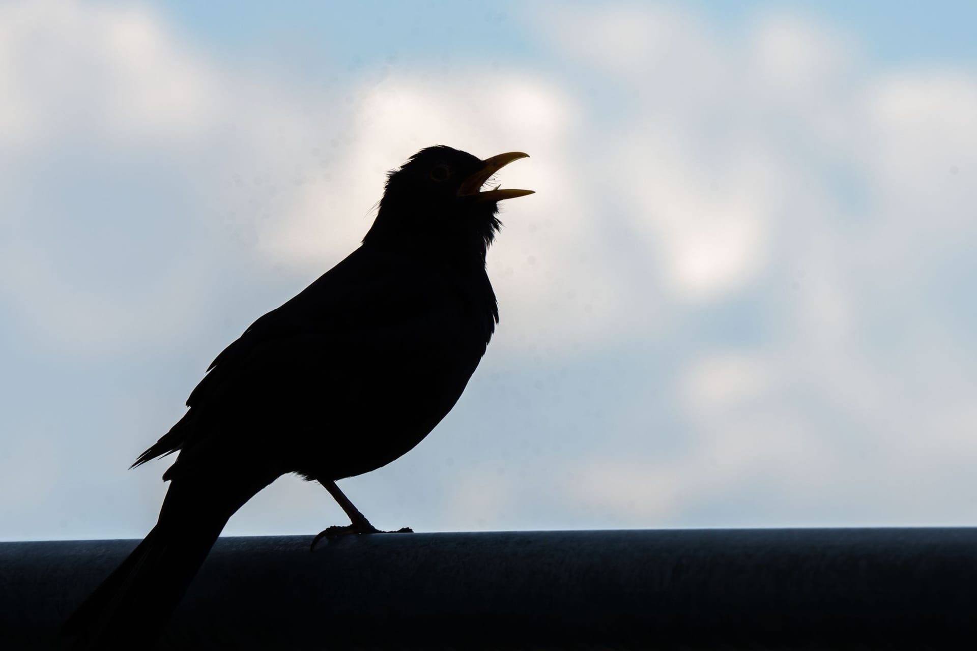 Amsel