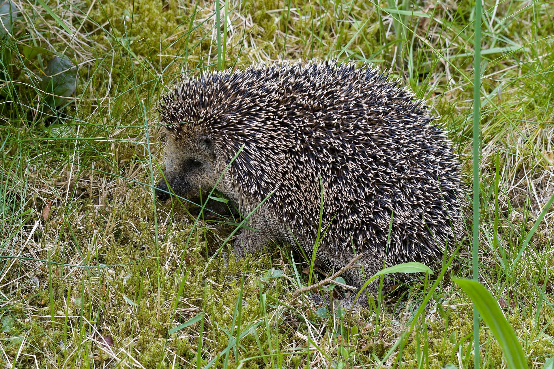 Igel: Die Säugetiere könnten bald vom Aussterben bedroht sein.