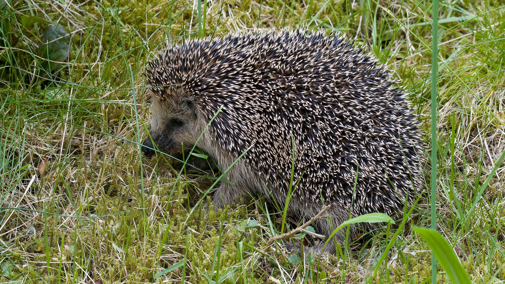 Igel: Die Säugetiere könnten bald vom Aussterben bedroht sein.