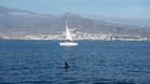 Killerwale in der Nähe einer Segeljacht im Mittelmeer (Archivbild).