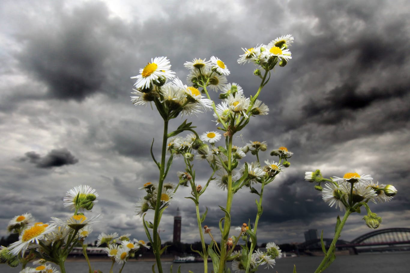 Dunkle Gewitterwolken vor blühenden Margeriten am Rheinufer in Köln (Archivfoto): In der neuen Woche wird es wieder ungemütlicher.