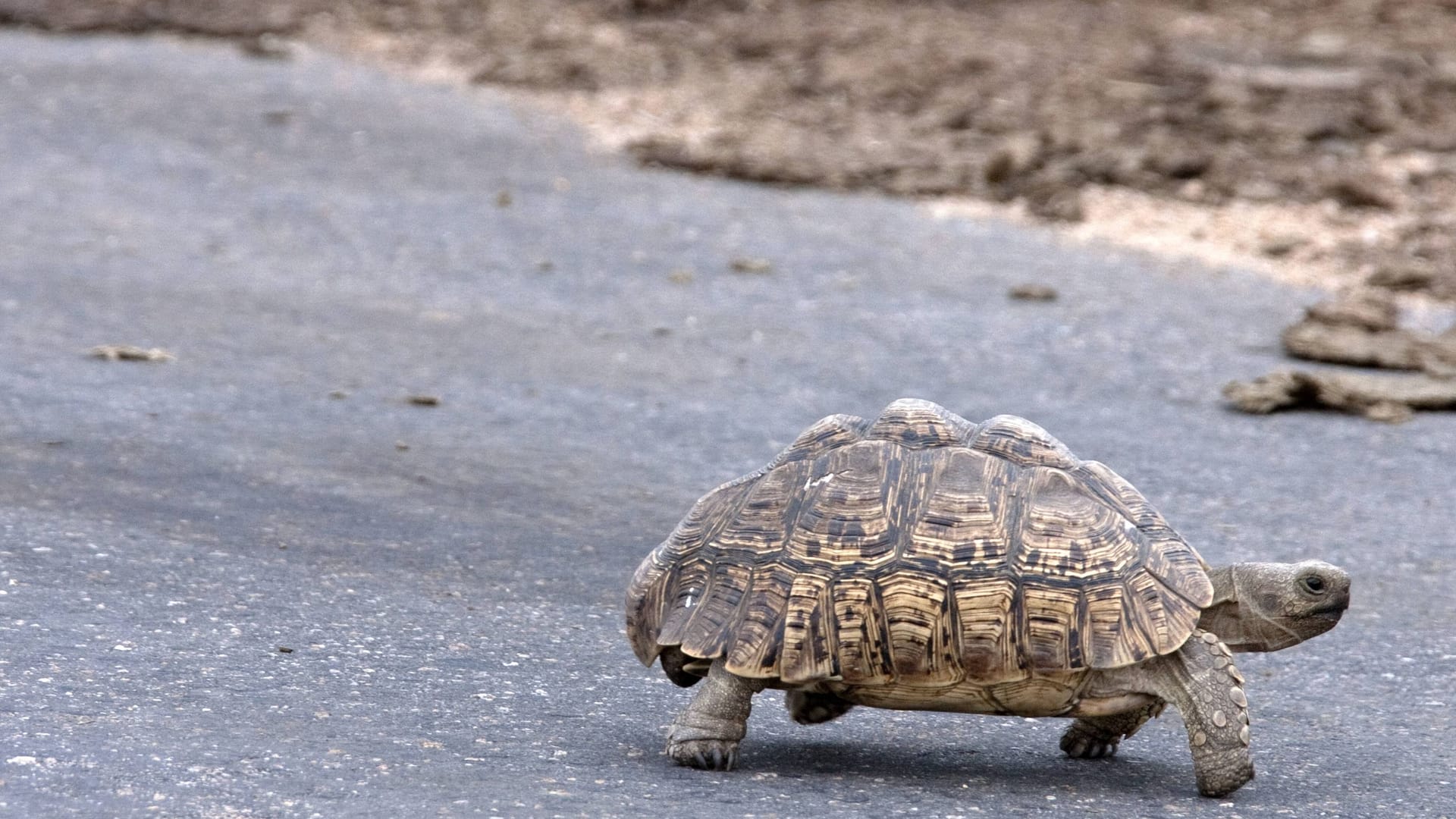 Schildkröte überquert eine Straße (Symbolbild): Die Schildkröte wurde in ein Tierheim gebracht.