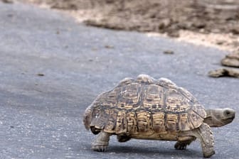 Schildkröte überquert eine Straße (Symbolbild): Die Schildkröte wurde in ein Tierheim gebracht.