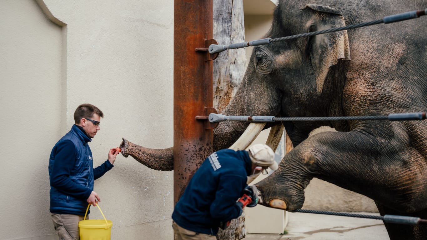 Tierpark Hellabrunn: Die Fußpflege wird bei den Elefanten großgeschrieben.