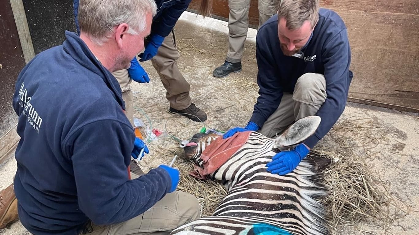 Kleinere Schädigungen der Hufe können bei Zebras in schlimme Verletzungen münden.