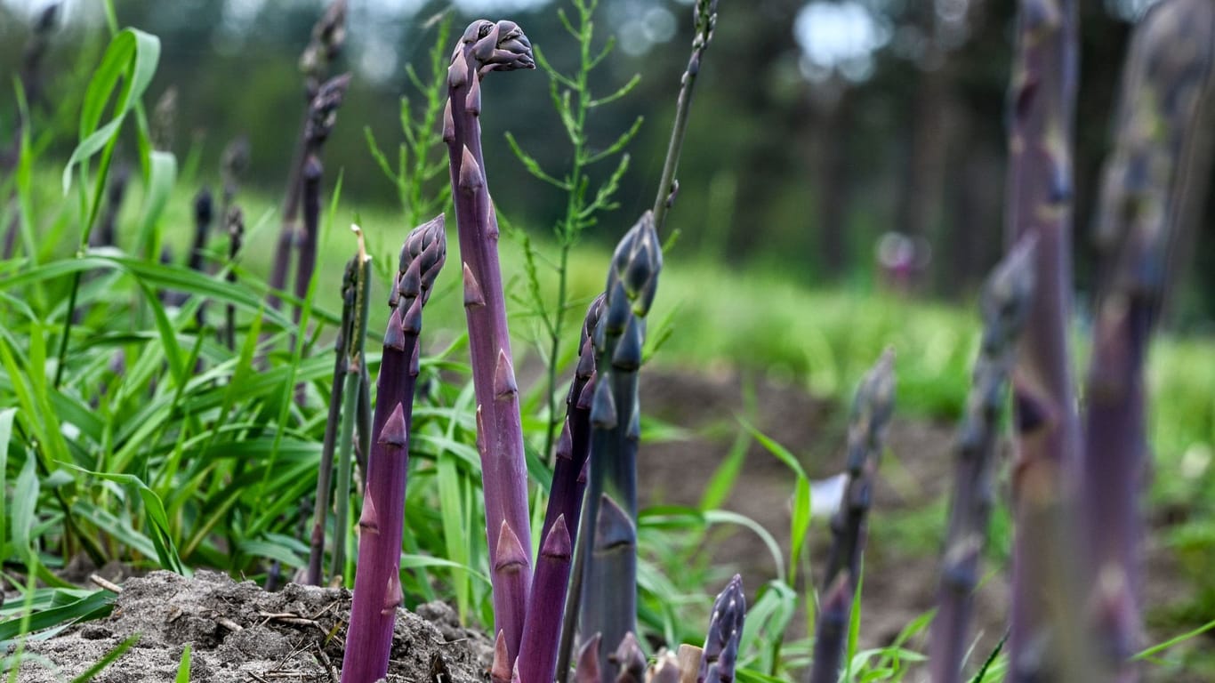 Purpurspargel wächst auf einem Feld vom Jakobs-Hof Beelitz: Preislich soll das Gemüse bei etwa 10 Euro je Kilo liegen.