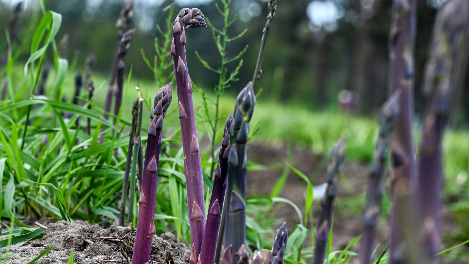 Purpurspargel wächst auf einem Feld vom Jakobs-Hof Beelitz: Preislich soll das Gemüse bei etwa 10 Euro je Kilo liegen. Purpurspargel wächst auf einem Feld vom Jakobs-Hof Beelitz: Preislich soll das Gemüse bei etwa 10 Euro je Kilo liegen.
