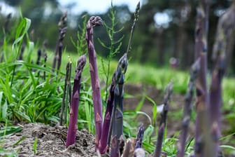 Purpurspargel wächst auf einem Feld vom Jakobs-Hof Beelitz: Preislich soll das Gemüse bei etwa 10 Euro je Kilo liegen.