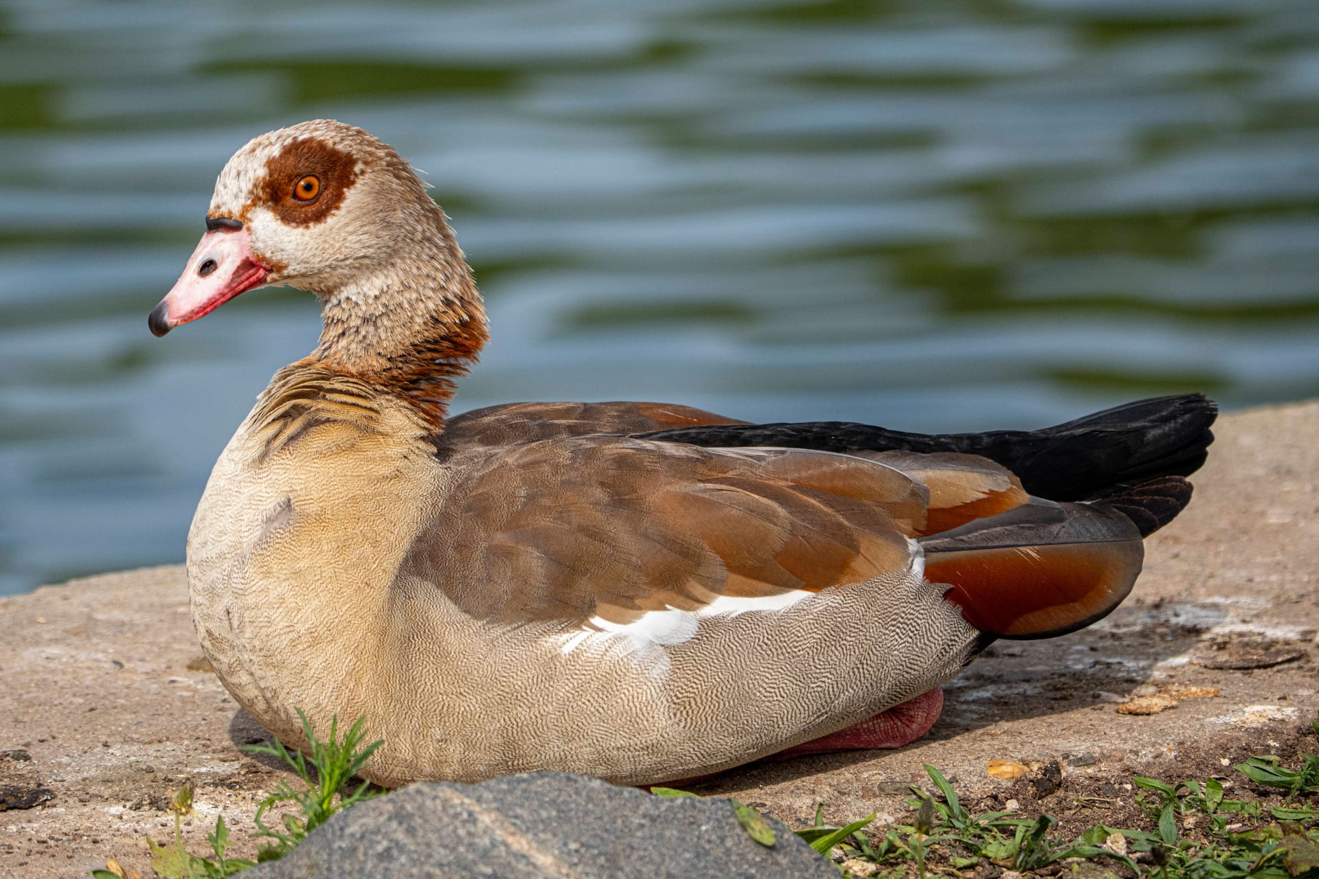 Nilgänse (Alopochen aegyptiaca) konkurrieren mit anderen Vogelarten um Nistplätze und Reviere.