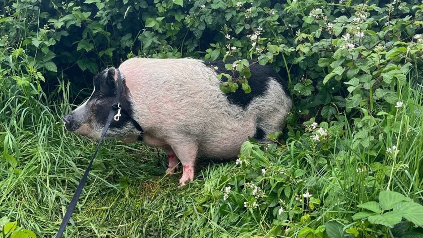 ausgebüxtes Schwein auf A 3 bei Oberhausen