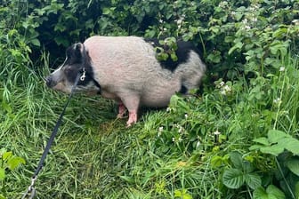ausgebüxtes Schwein auf A 3 bei Oberhausen