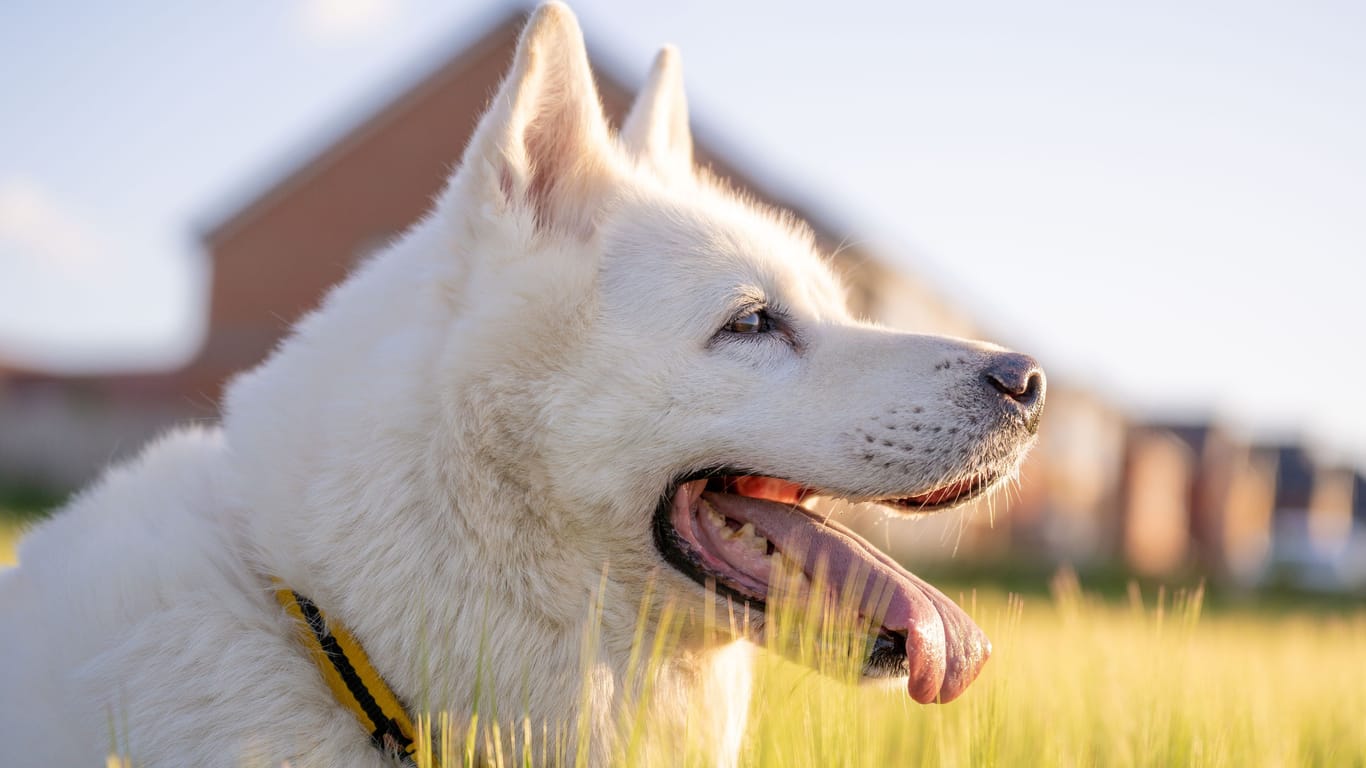 Ein Akita (Symbolbild): "Yoko" war in einem katastrophalen Zustand.