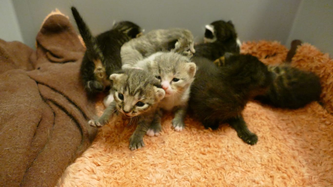 Die sieben Katzengeschwister unterscheiden sich nur noch optisch voneinander.