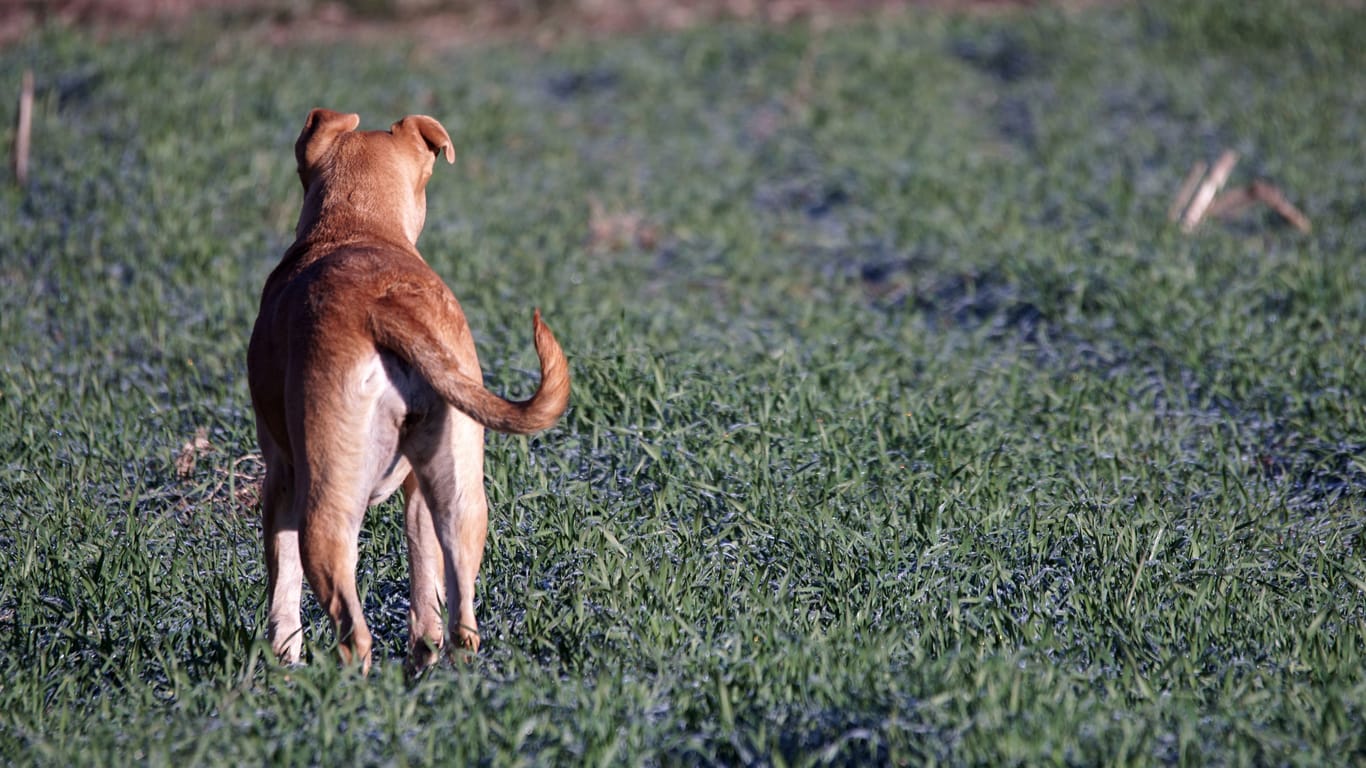 Staffordshire-Mischling steht auf einem Feld (Symbolbild): Ein Hund aus dem Tierheim Hannover hat ein neues Zuhause gefunden.