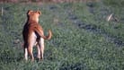 Staffordshire-Mischling steht auf einem Feld (Symbolbild): Ein Hund aus dem Tierheim Hannover hat ein neues Zuhause gefunden.