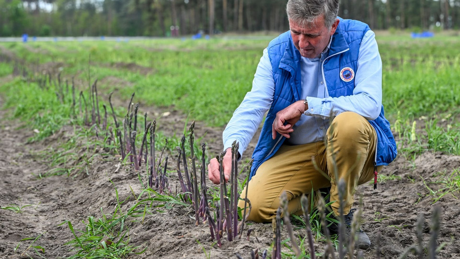 Brandenburg, Beelitz: Purpurspargel wächst auf einem Spargelfeld der Jakobs-Höfe und wird von Spargelbauer Jürgen Jakobs begutachtet.