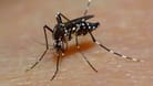 Eine Asiatische Tigermücke: Ihr Stick kann Krankheiten wie Dengue- oder das West-Nil-Fieber übertragen.