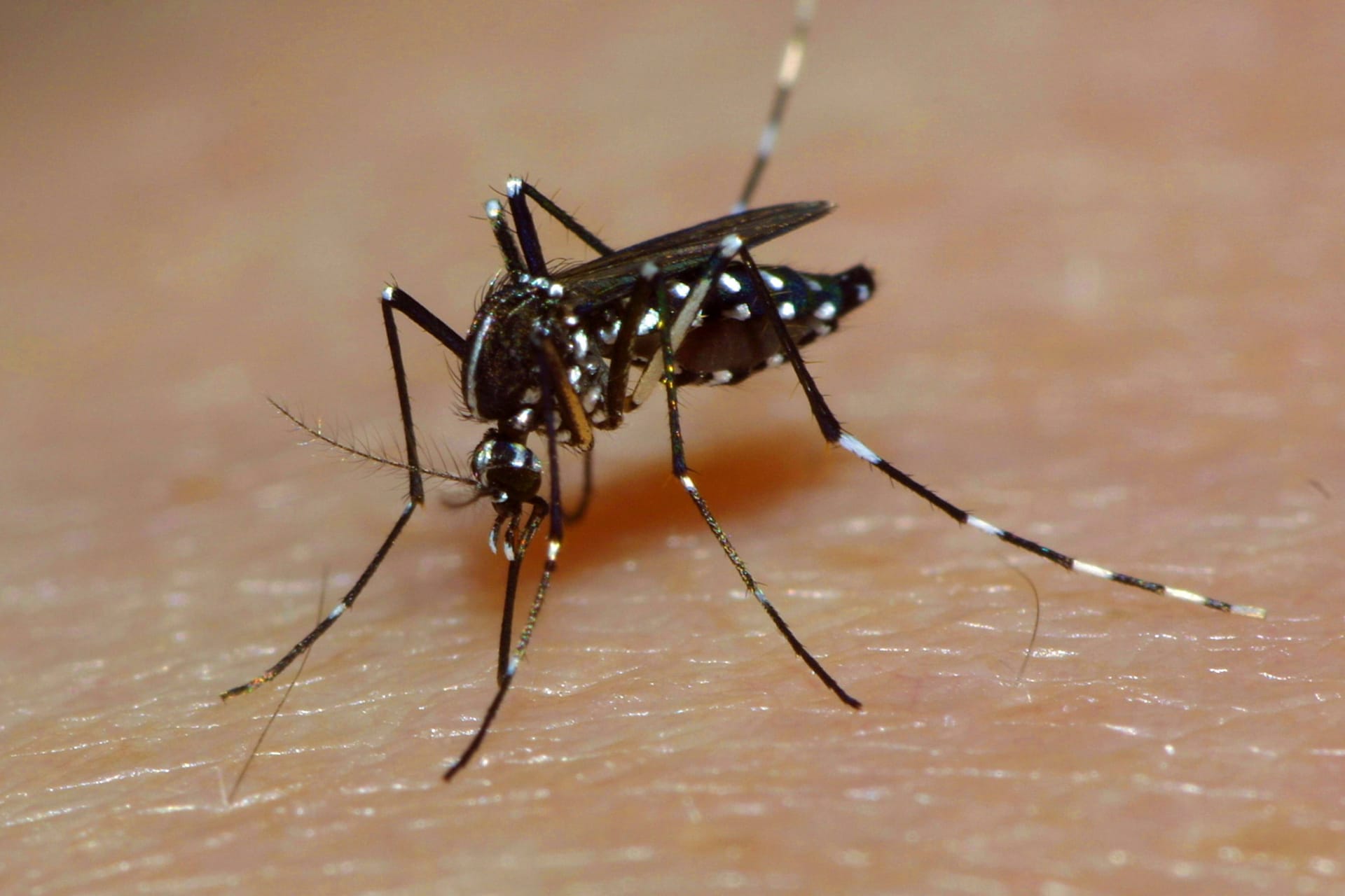 Eine Asiatische Tigermücke: Ihr Stick kann Krankheiten wie Dengue- oder das West-Nil-Fieber übertragen.