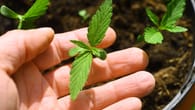 Cannabis-Verbot: Konsum im Kleingarten bleibt tabu