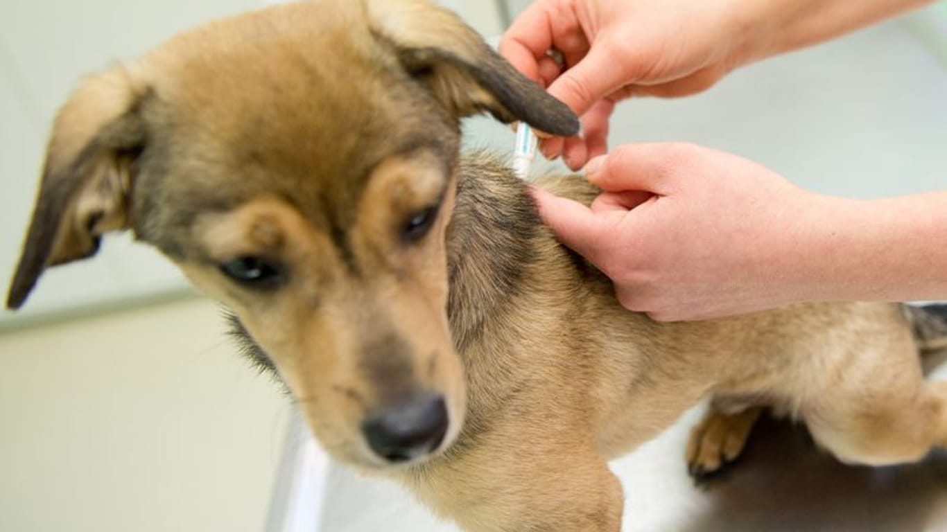 Da Parasiten von Hunden auch auf den Menschen übertragen werden können, sind Wurmkuren die sicherste Variante für die tierische und auch die menschliche Gesundheit.