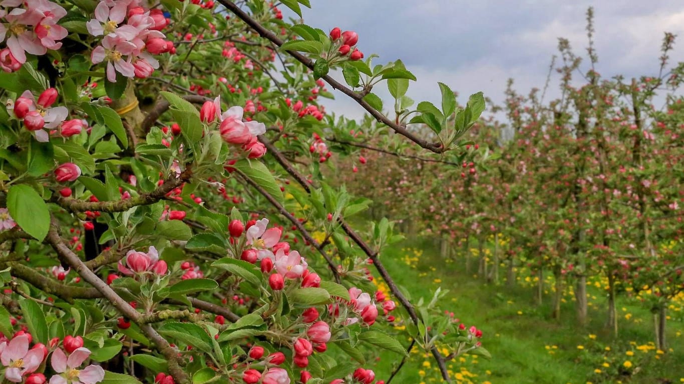 Apfelblüte im Alten Land (Archivbild): Am Wochenende wird in Jork das traditionelle Blütenfest gefeiert.
