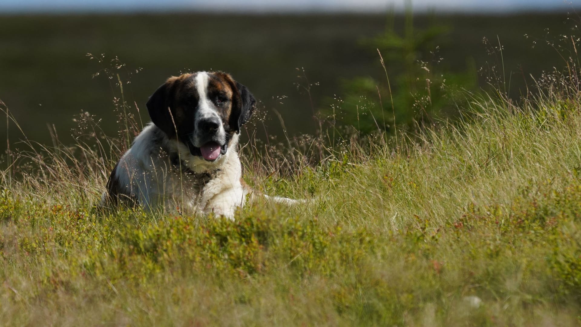 Ein portugiesischer Hütehund liegt im Gras (Symbolbild): Der Hund saß stundenlang mitten im Nirgendwo.