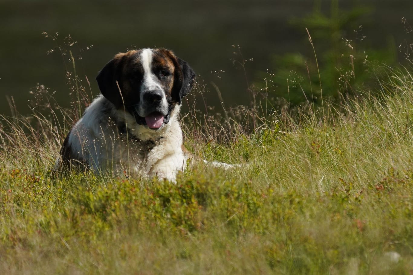 Ein portugiesischer Hütehund liegt im Gras (Symbolbild): Der Hund saß stundenlang mitten im Nirgendwo.