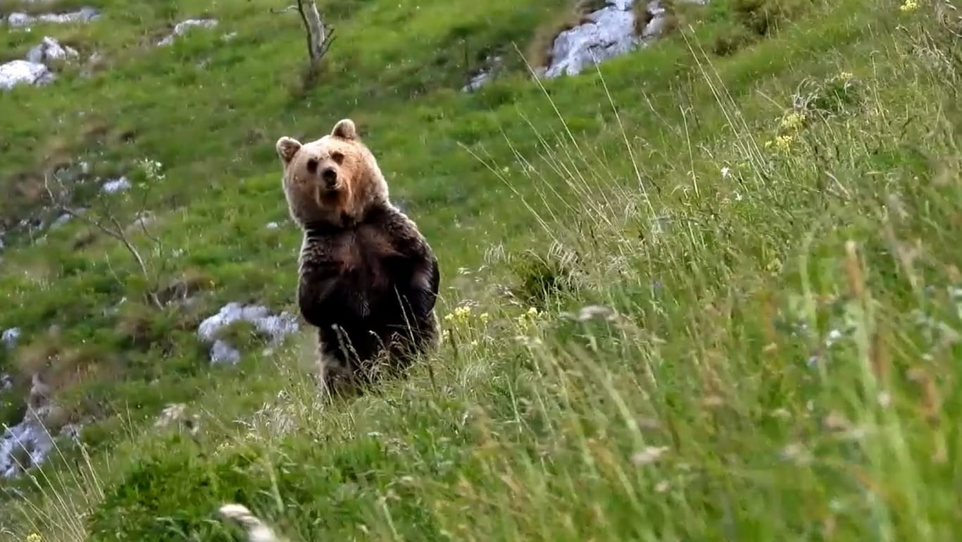 Bärin in Trentino (Archivbild): Das Problemtier Gaja wird nach Deutschland verlegt.