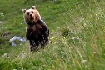 Bärin in Trentino (Archivbild): Das Problemtier Gaja wird nach Deutschland verlegt.