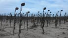 Vertrocknete Sonnenblumen im Jahr 2022 in Borkwalde: Dürreperioden lassen die Brandenburger Natur leiden.