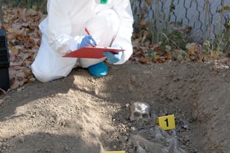 Ermittler untersuchen einen Totenschädel (Archivbild): Die Polizei hofft, durch einen DNA-Abgleich die Identität des Toten klären zu können.