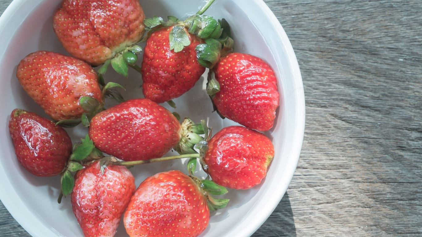 Frühlingsklassiker: Fehler beim Erdbeeren waschen beeinträchtigt den Geschmack.