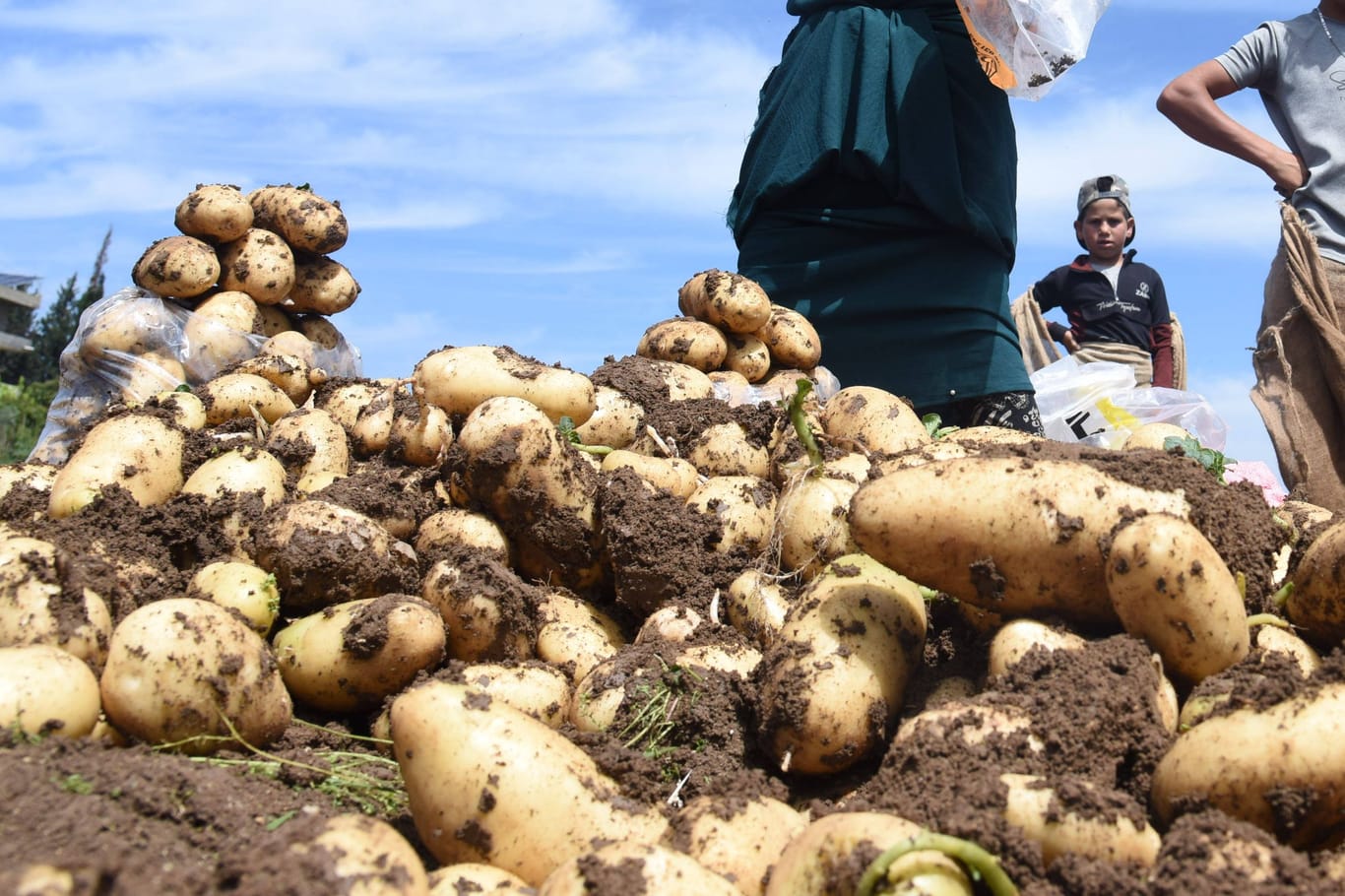 Kartoffelernte im Libanon: Deutschland bezieht einen großen Teil seiner Kartoffeln aus dem Nahen Osten.