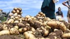 Kartoffelernte im Libanon: Deutschland bezieht einen großen Teil seiner Kartoffeln aus dem Nahen Osten.