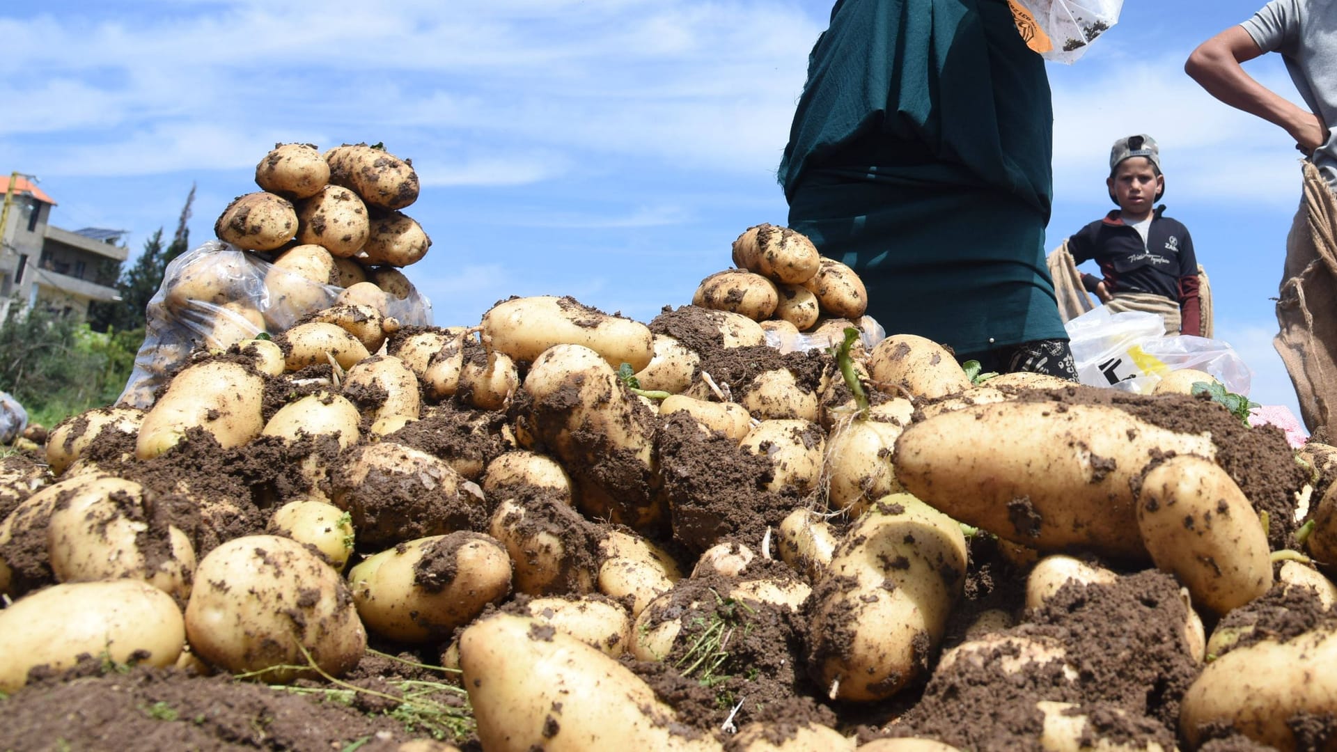 Kartoffelernte im Libanon: Deutschland bezieht einen großen Teil seiner Kartoffeln aus dem Nahen Osten.