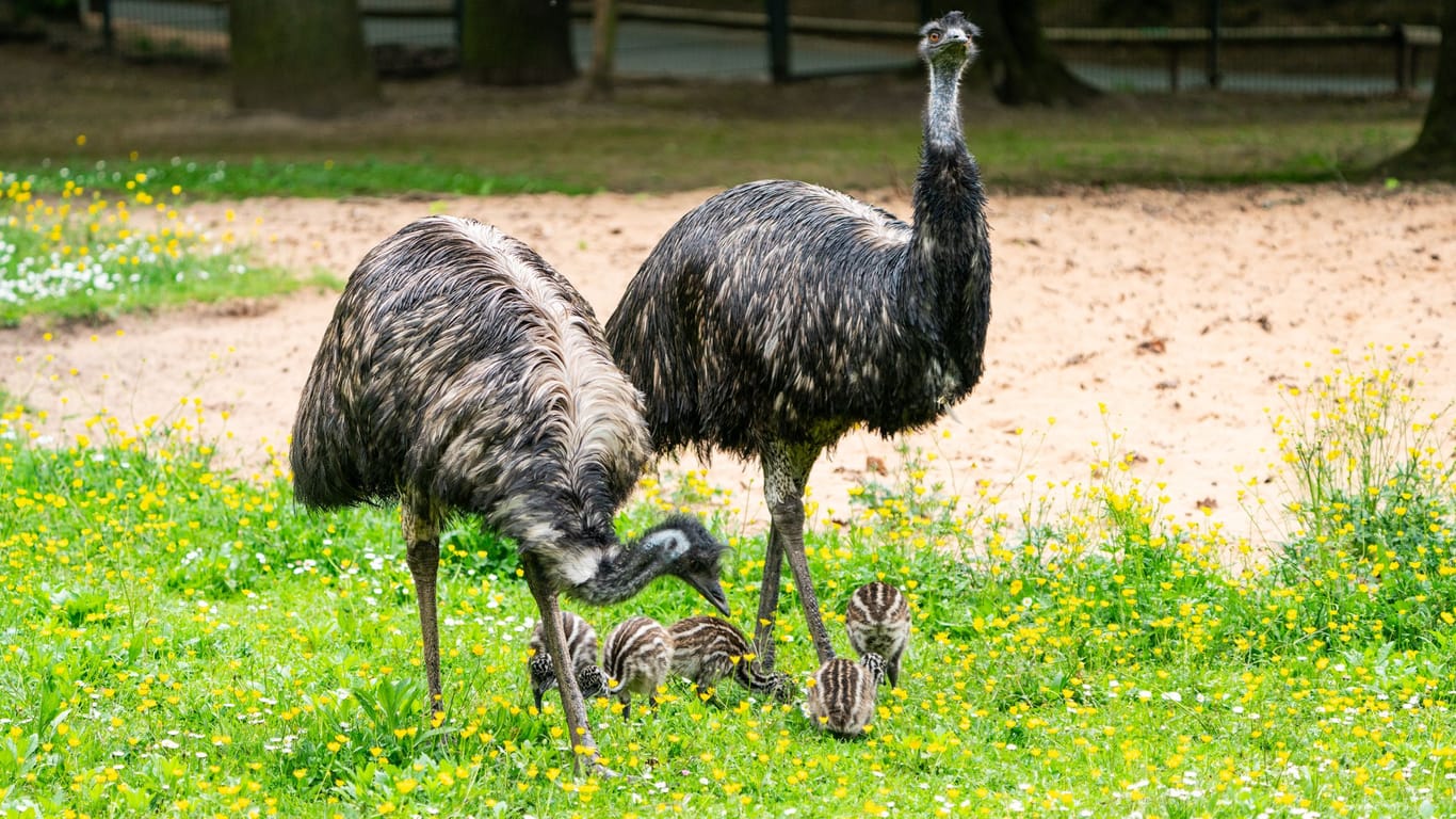 Die Emus im Nürnberger Tiergarten: Mehr als 20 Jahre lang habe es keinen Nachwuchs gegeben, nun freuen sie sich im Zoo schon das zweite Jahr in Folge über neue Küken.