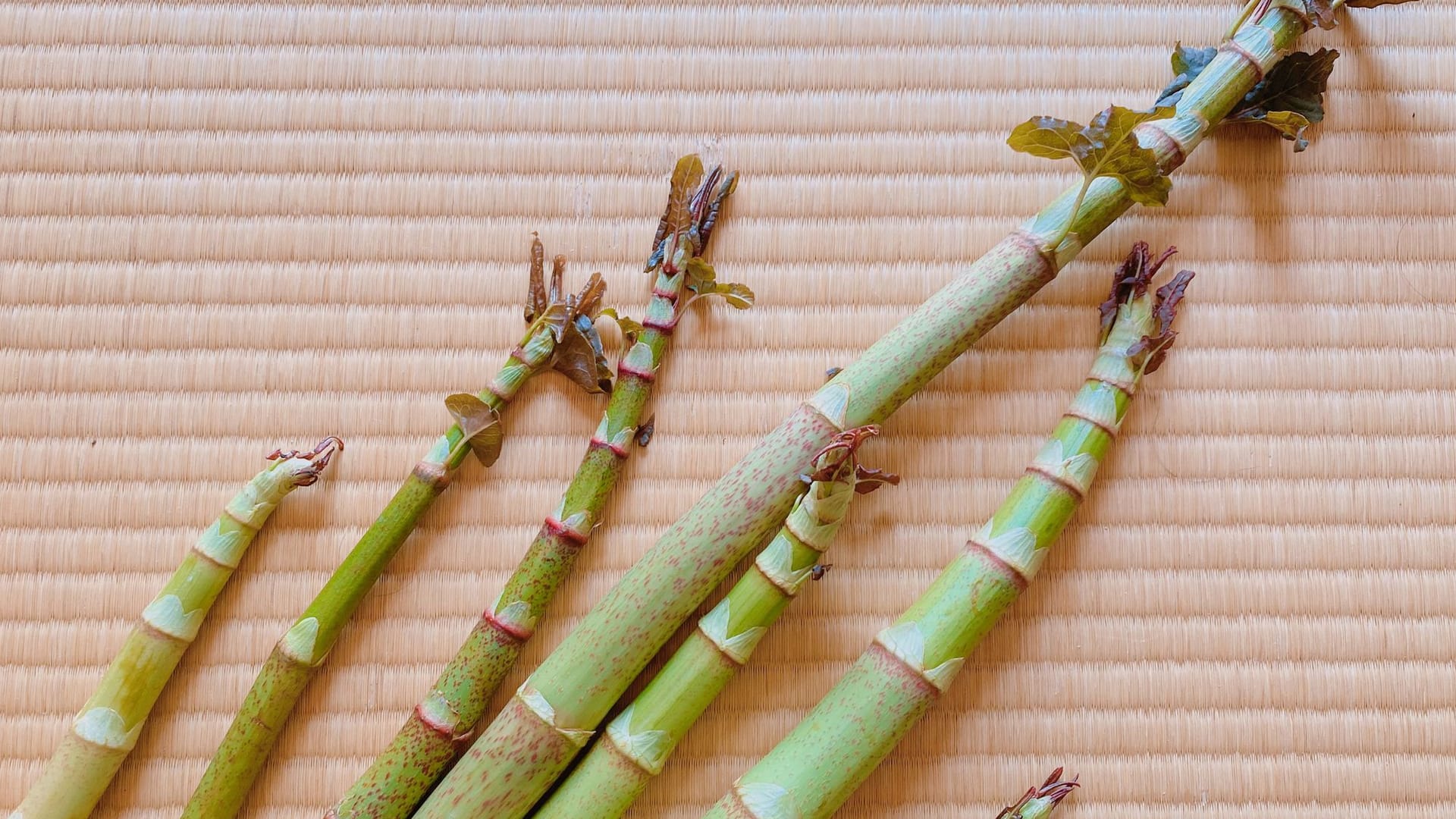 Fallopia japonica: Das Gewächs hat gewisse Ähnlichkeiten mit grünem Spargel.