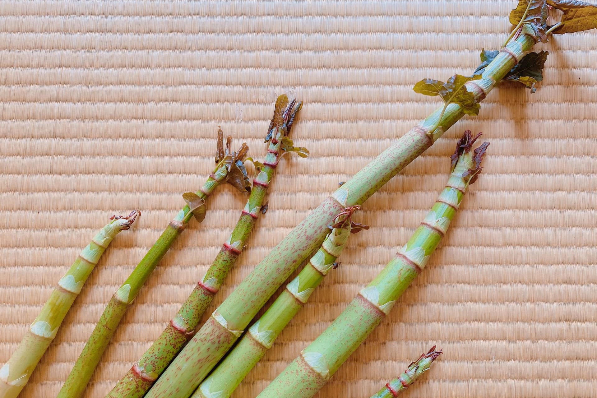 Fallopia japonica: Das Gewächs hat gewisse Ähnlichkeiten mit grünem Spargel.